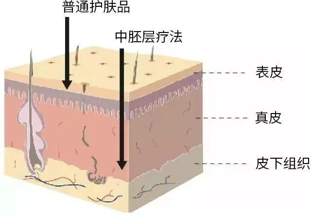 科普:春季换季品项选择菜单之一 科普:春季换季品项选择菜单之一
